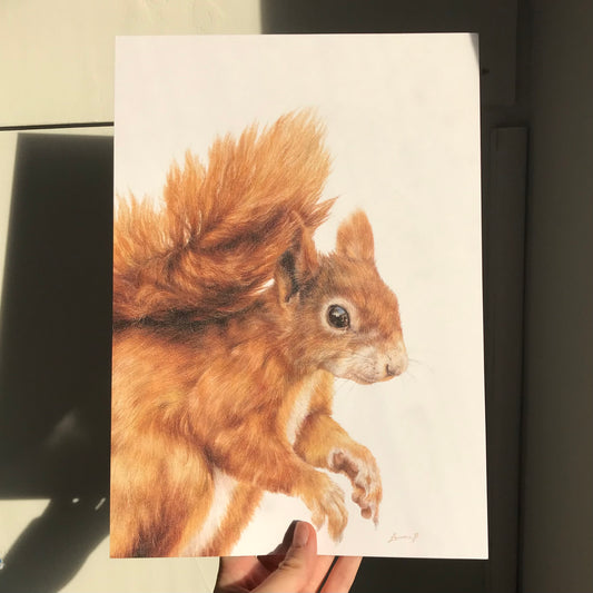Red Squirrel Print
