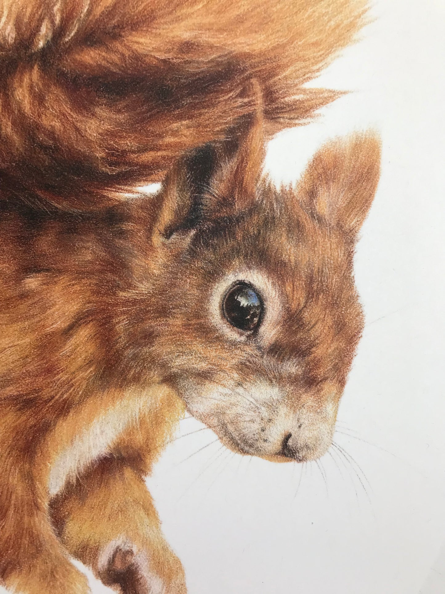 Red Squirrel Print
