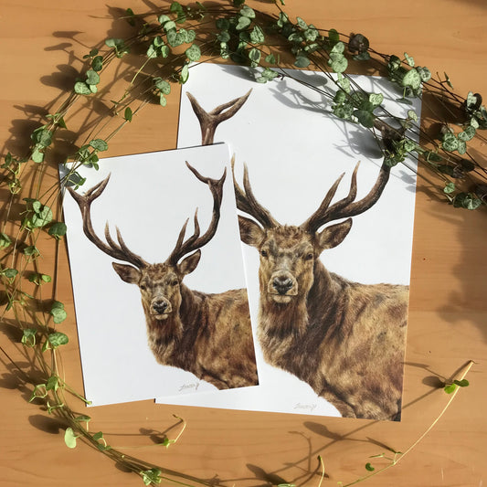 Print bundles (discounted!)