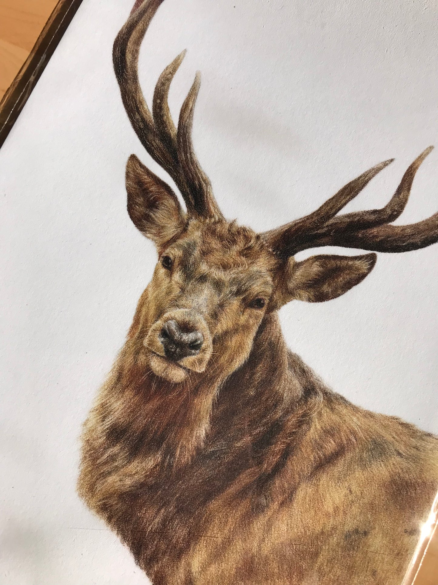 Red Deer Print